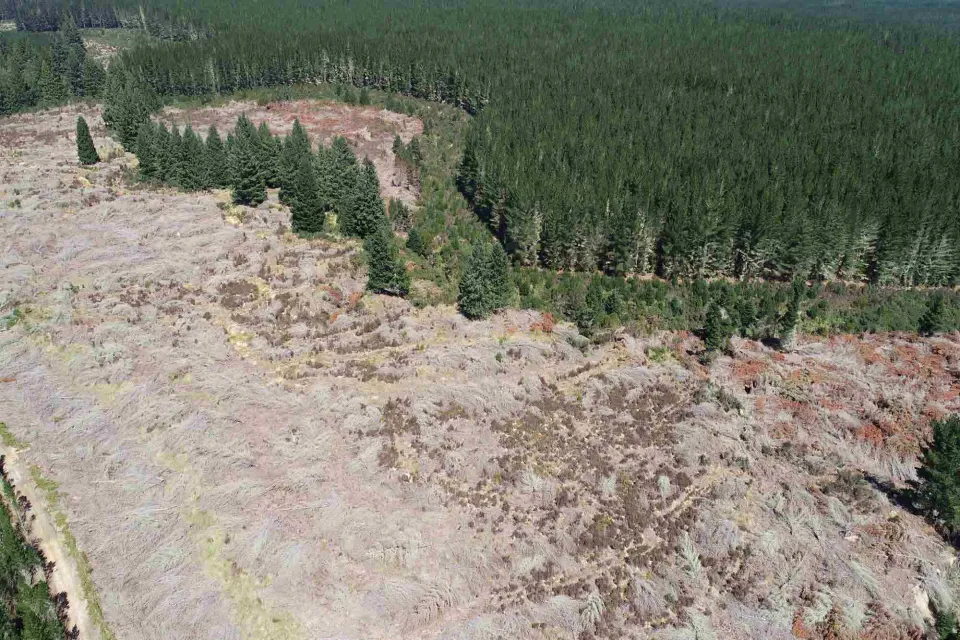 Timberlands Sustainable Forests Abodo Wood 01