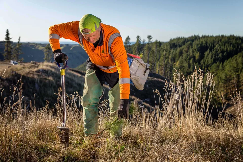 Simon Cartwright Photography Tangoio Forest Mill Block Planting Pan Pac Abodo Wood