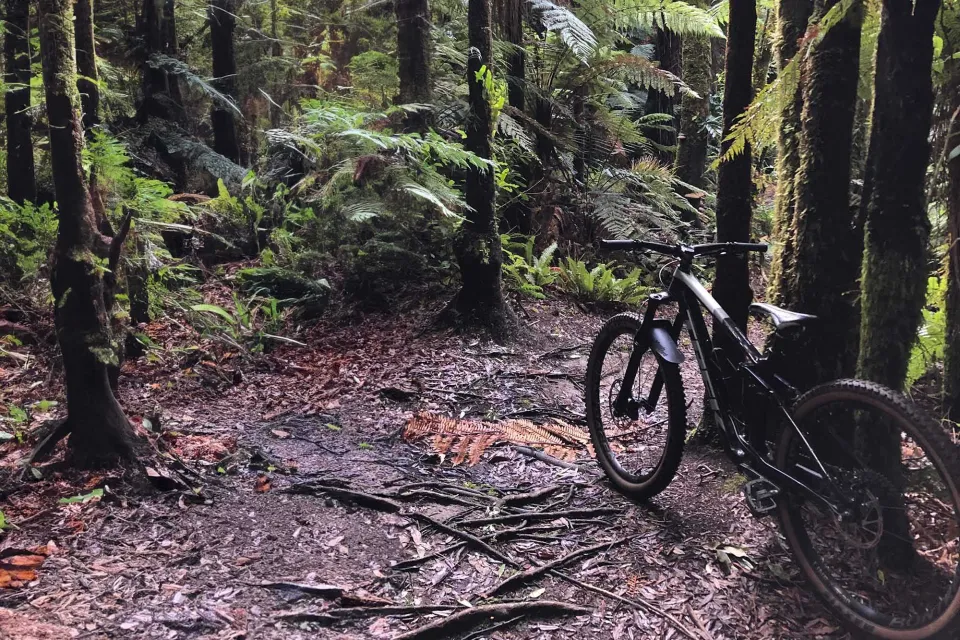 Mountain Biking Sustainable Forest Abodo Wood