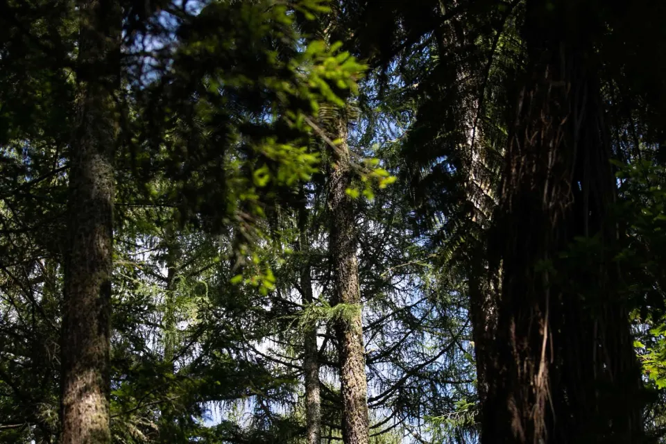 Vulcan Timber Sustainable Forest Abodo Wood 01