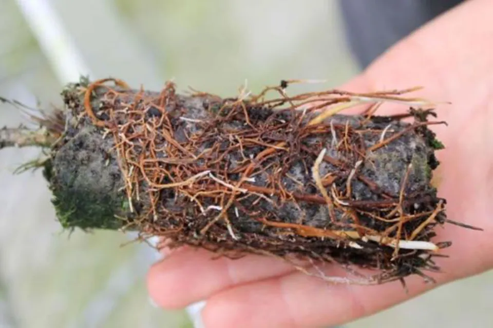 Pine Forest Soil Health Abodo Wood