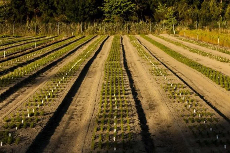 Pine Forest Soil Health Abodo Wood 01