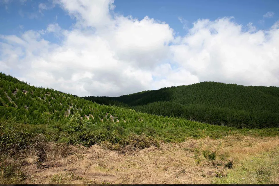 Pine Tree Forest Sustainability Abodo Wood