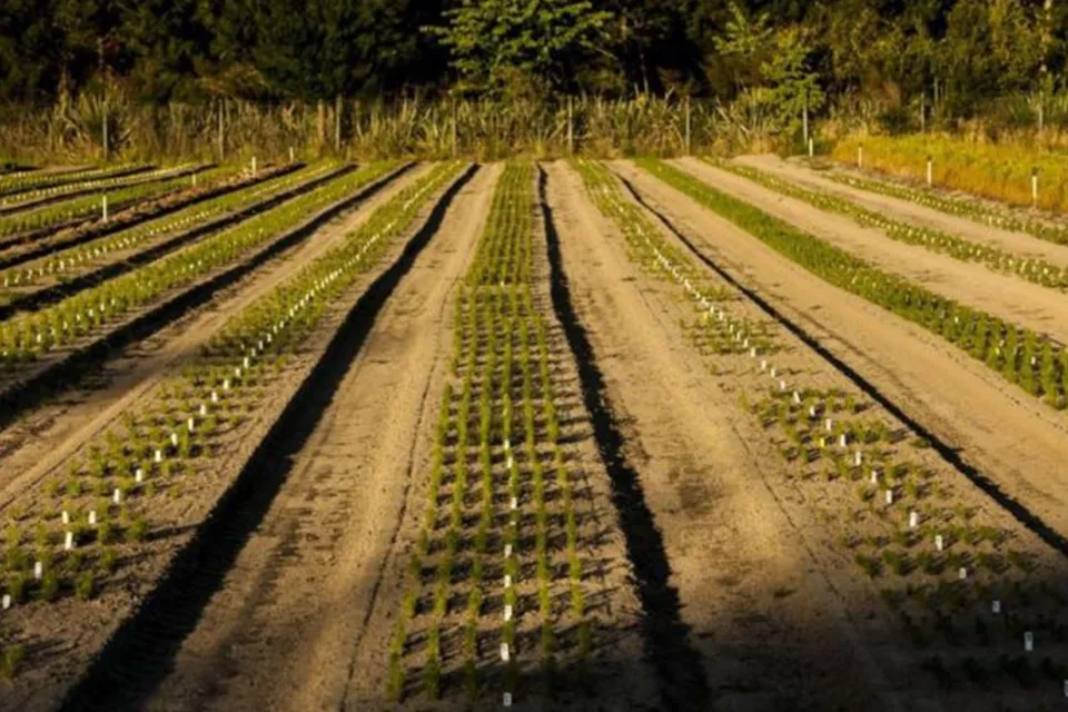 Pine Tree Seedlings Sustainable Forest Abodo Wood 01