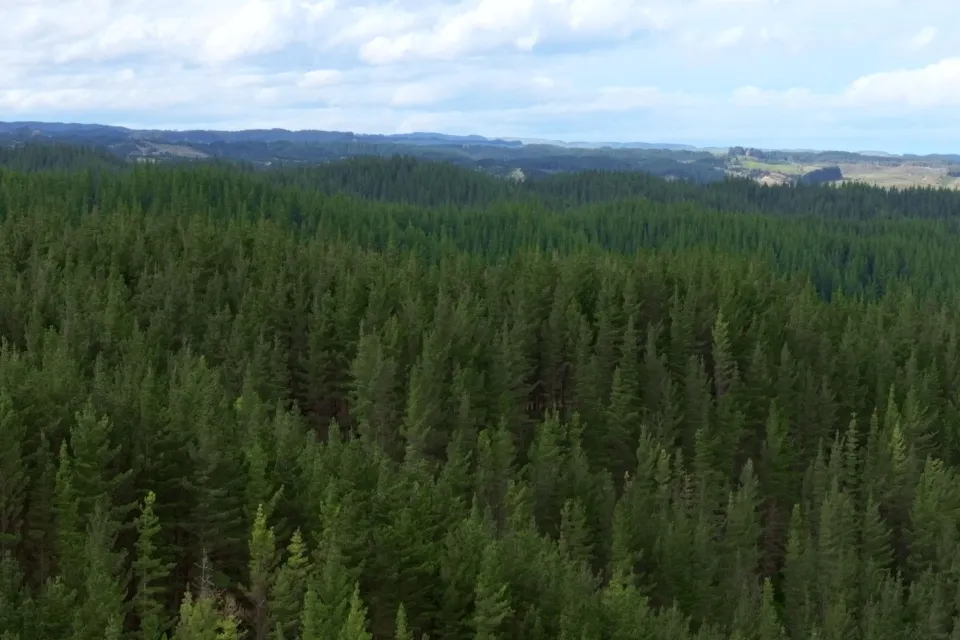 Pan Pac Forest Brand Still Abodo Wood Web Res 16