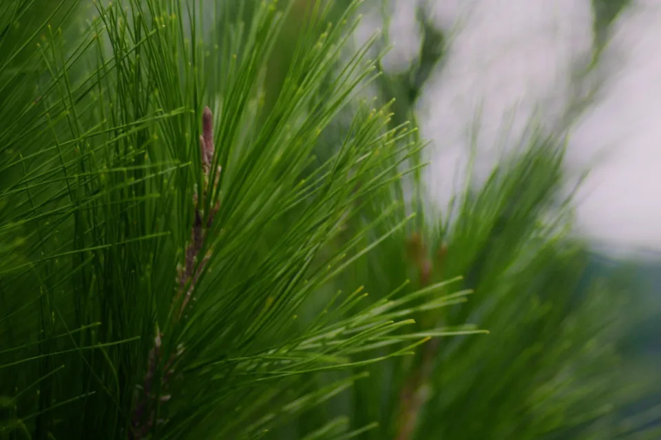 Pan Pac Forest Brand Still Abodo Wood Web Res 06