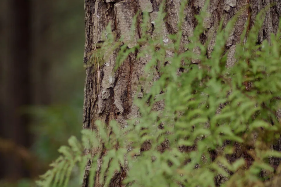 Pan Pac Forest Brand Still Abodo Wood Web Res 12