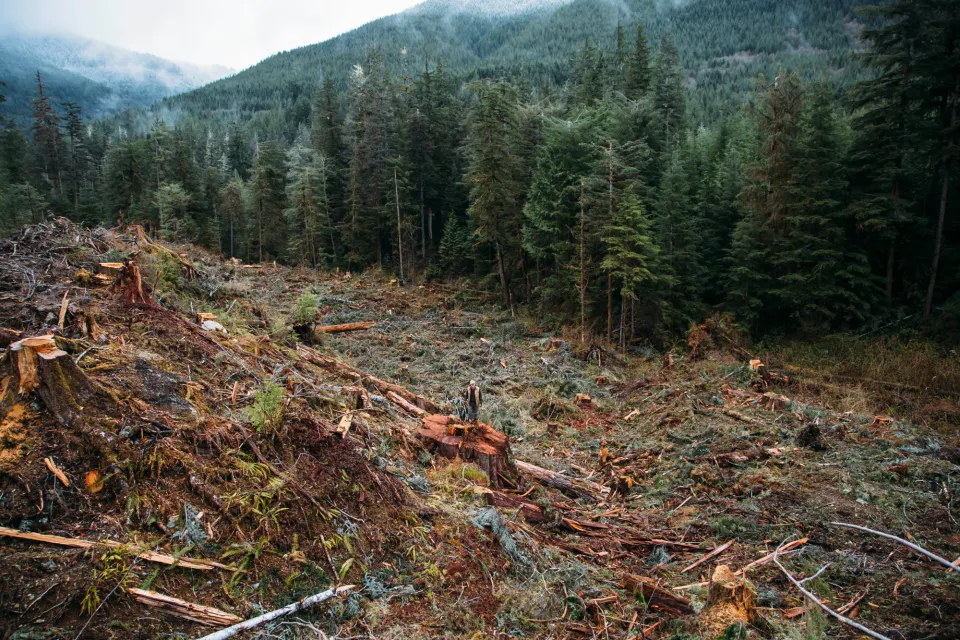 Ross Reid stands in destroyed old growth forest British Colombia Canada Photo credit Joel Caldwell