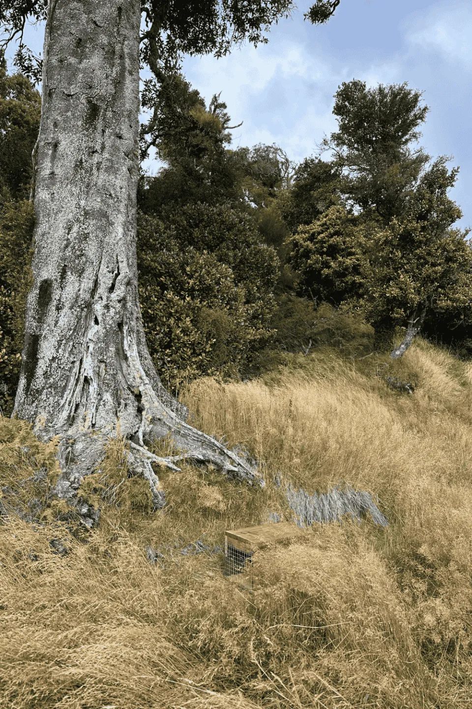 Pest Trap Pan Pac Tree Photo Abodo 01