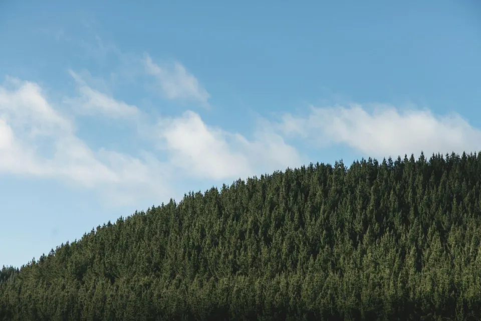 Forest Blue Sky Abodo Wood 01