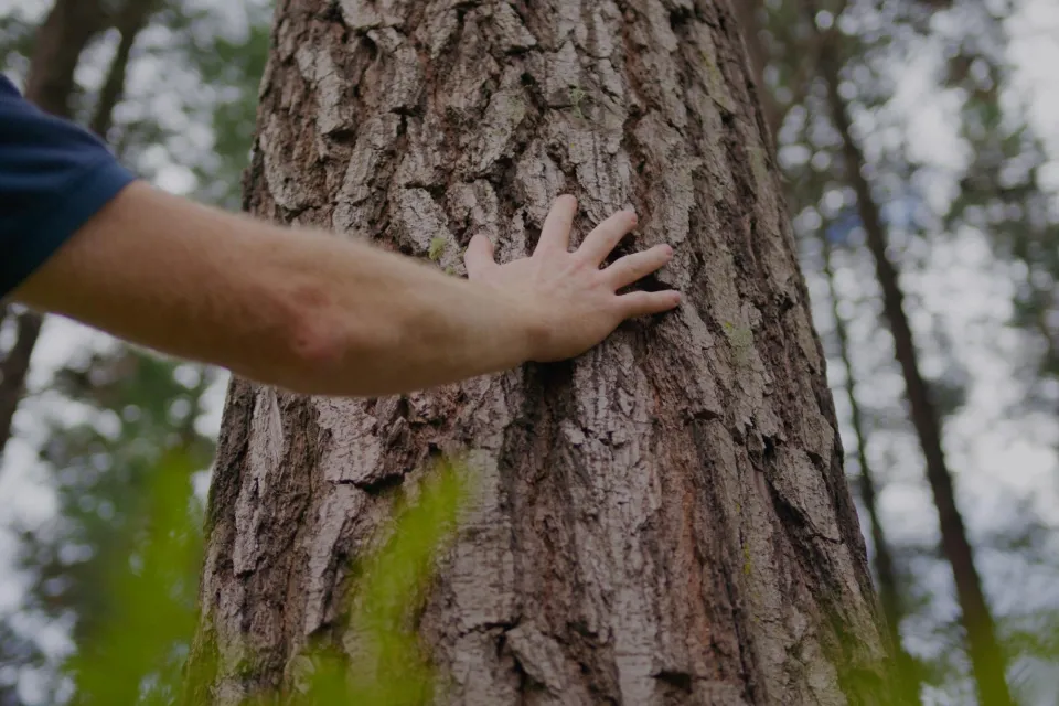 Hand on tree Pan Pac Forest Imagery Abodo Wood 01