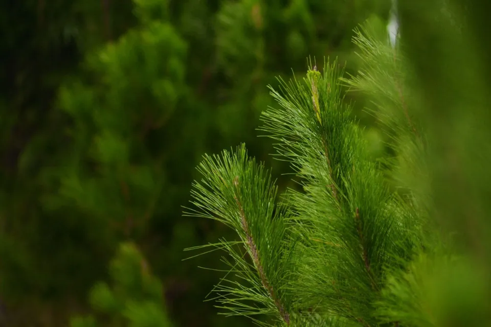 Pan Pac Pine Needle Photo Abodo Wood 01
