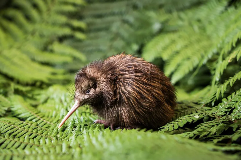 Native Animal Image Kiwi Abodo Wood 01