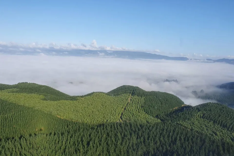 Forest Regenerative Rapidly Renewable Radiata Abodo Wood 01