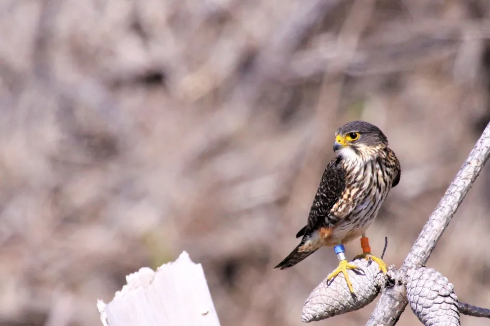 Endangered Kārearea NZ Falcon is nurtured in Abodo timber sourced forest Abodo Wood