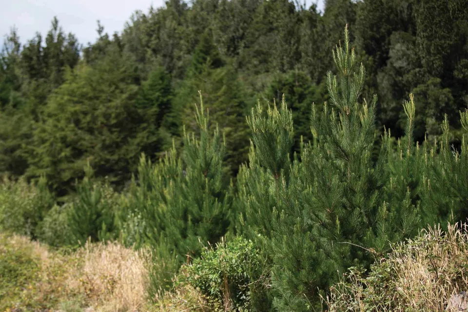 Biomass Growth and Carbon Sequestration A Comparison of Tree Species Abodo Wood 1