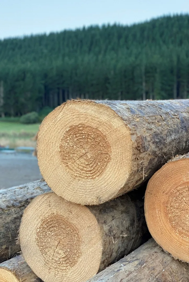 Tree Ring Analysis Logs