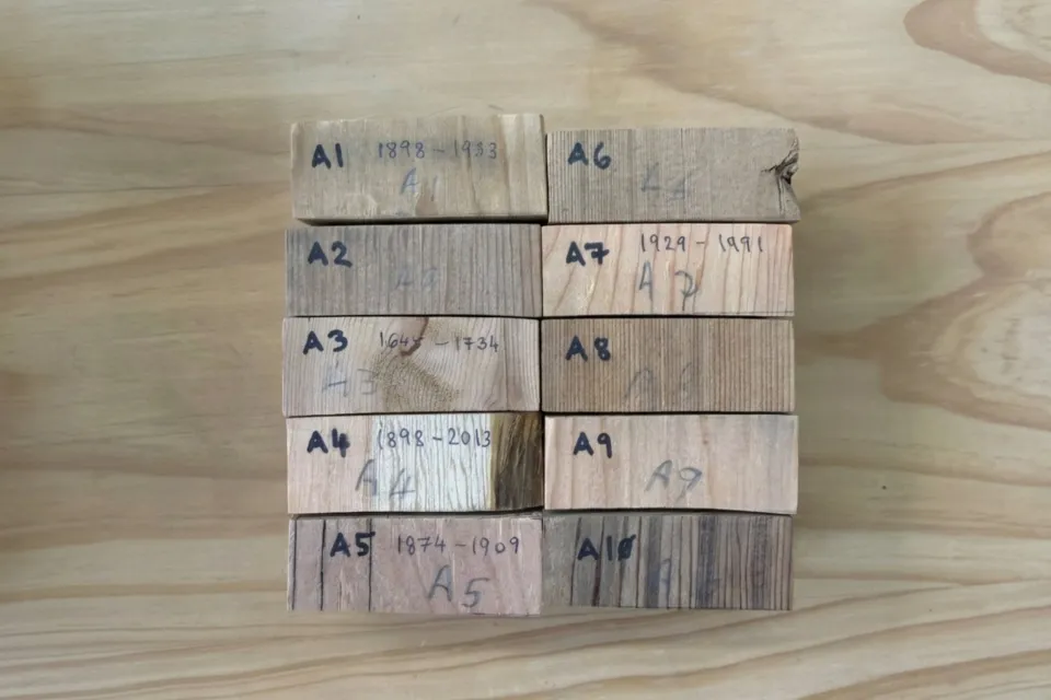 Ring Tree Analysis Sample 02