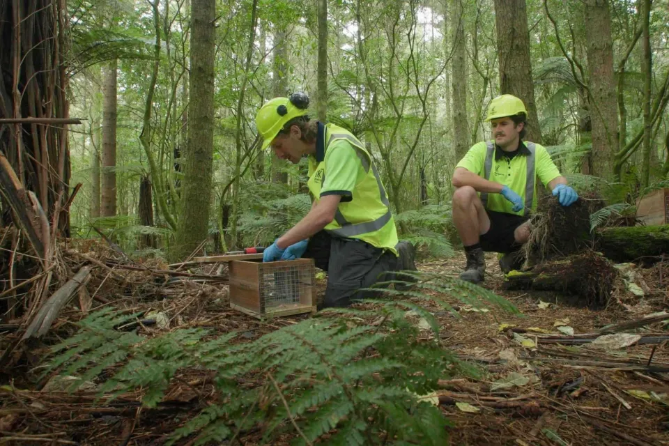 Kaingaroa Tipu Partnership Pest Trap Abodo Wood 06