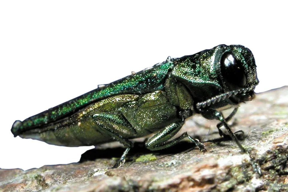 Emerald Ash Border