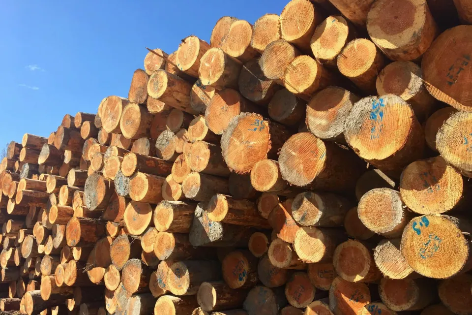 Heartwood of natural species