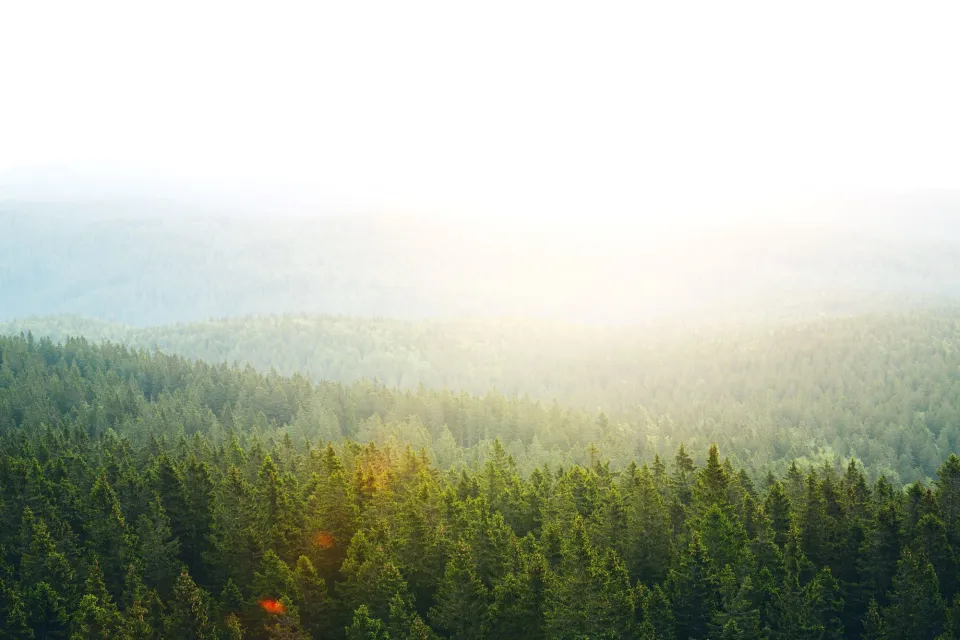 Sustainable Forest Vulcan Timber Abodo Wood 11