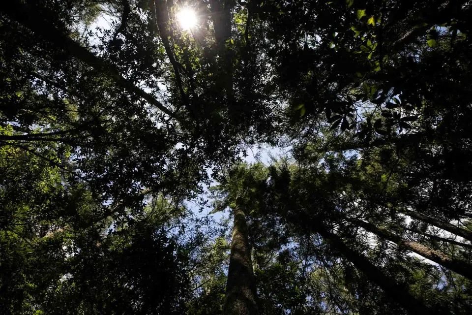 Abodo Wood Vulcan Timber Sustainable Forests 01