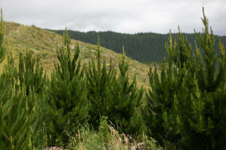 Sustainable Forest New Zealand Abodo Wood 01