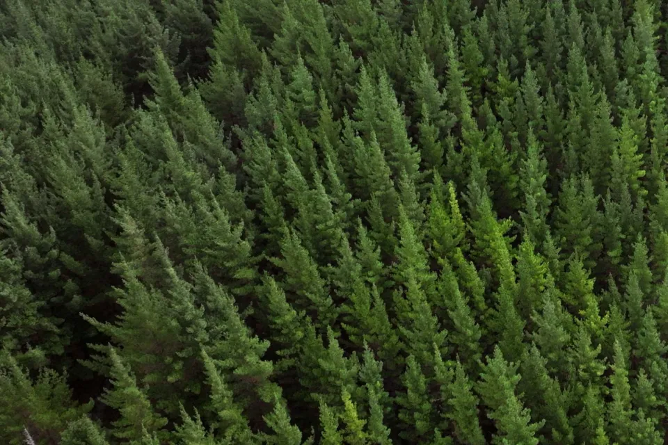 Pan Pac Forest Brand Still Abodo Wood Web Res 19 1