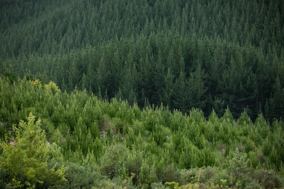 Kaingaroa Forest Bay of Plenty New Zealand - Abodo Wood  - Vulcan Timber 01