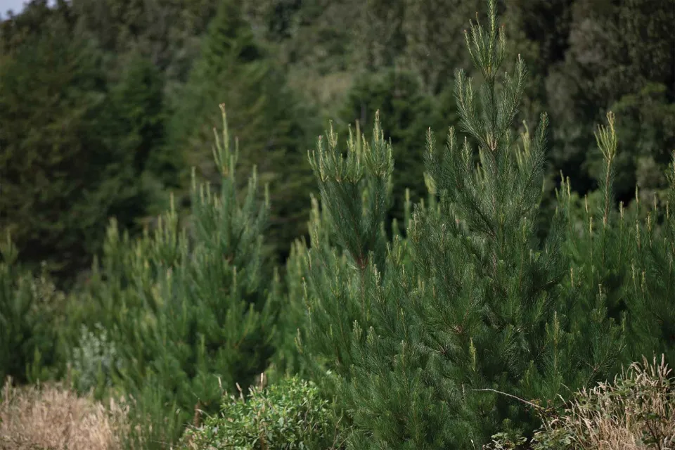 Sustainable Forest New Zealand - Abodo Wood  - Vulcan Timber