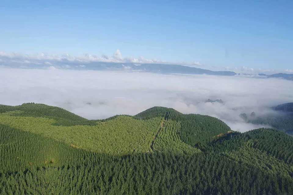 Sustainability Matters - Forest - Abodo Wood