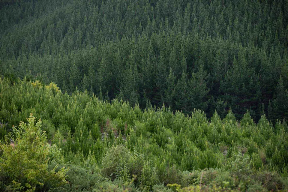 Sustainable Forest Abodo Wood