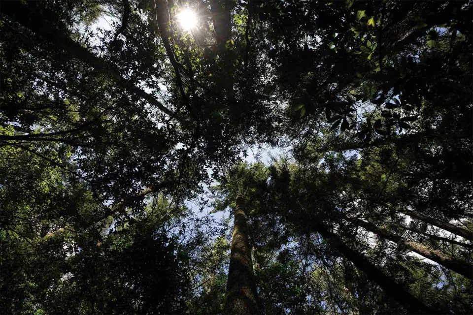 Sustainable Timber Forest New Zealand - Vulcan Timber - Abodo Wood