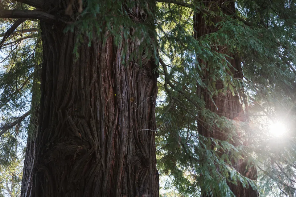 New Zealand Forest Stewardship Council Certified Forests Classified as Low Risk Abodo Wood 3